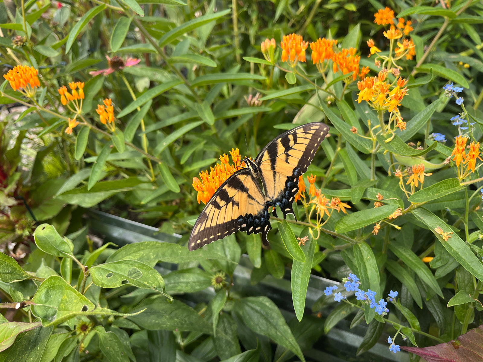 Garden Tours - Every Tuesday