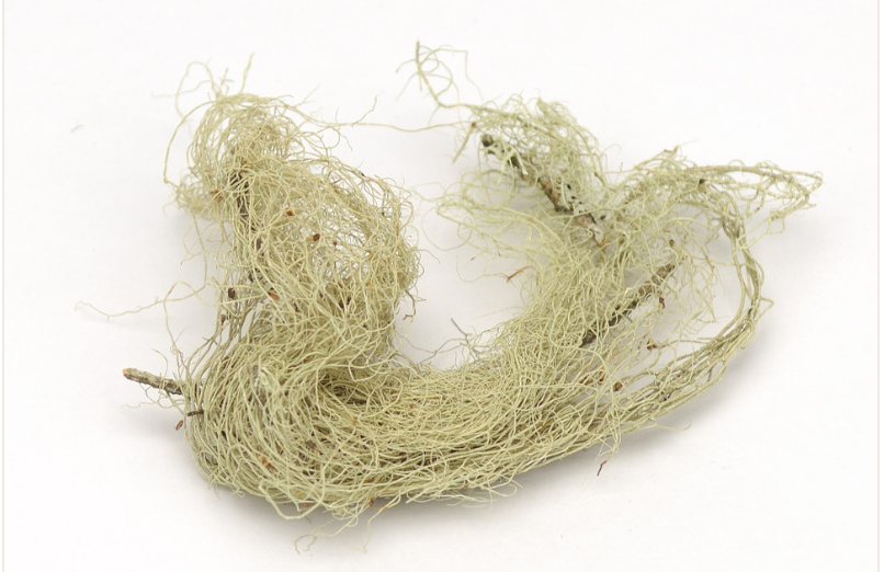 Usnea Lichen